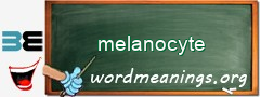 WordMeaning blackboard for melanocyte